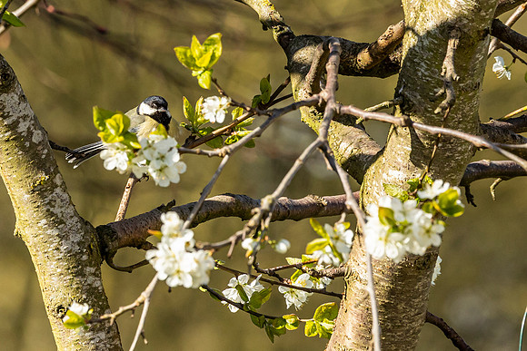 Great Tit