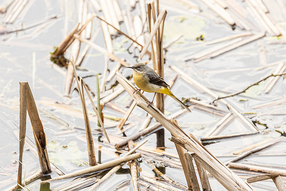 Grey Wagtail