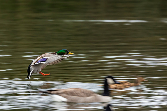 Rush Hour at Stowe