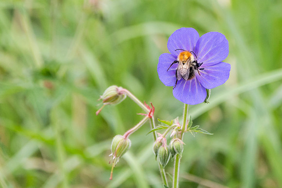 Bee - Paxton Pits