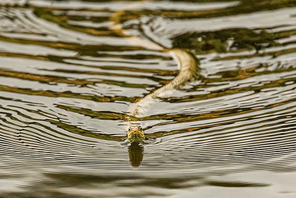 Grass Snake
