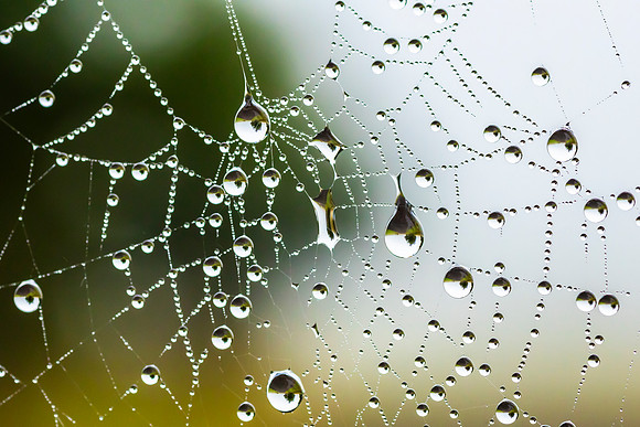Cobweb