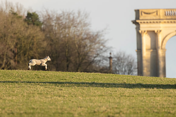 Lamb and Corinthian Arch