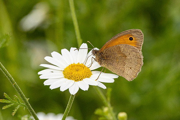 Meadow Brown