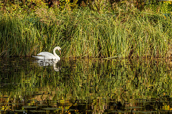Swan - Wrest Park