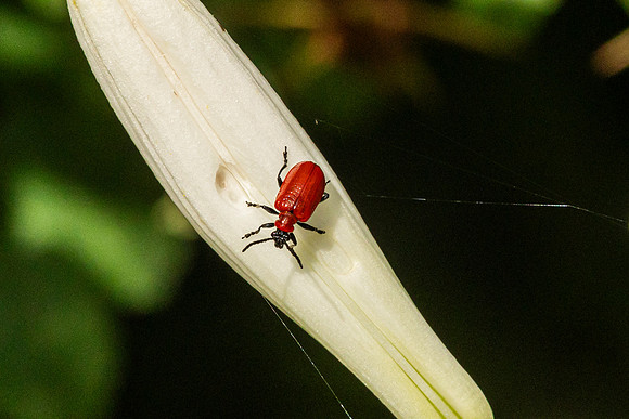 Leaf Beetle