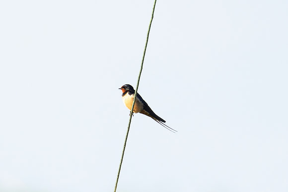 Swallow