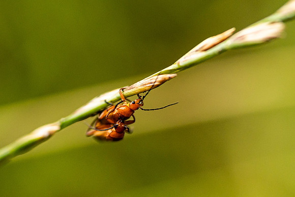 Soldier Beetles