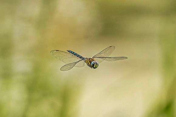Dragonfly