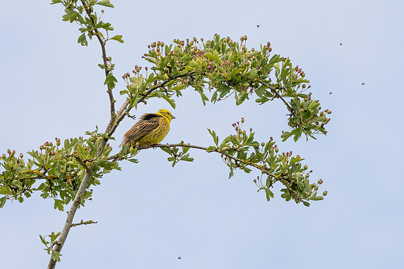 Yellowhammer