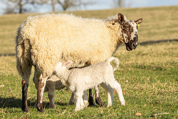 Sheep and young