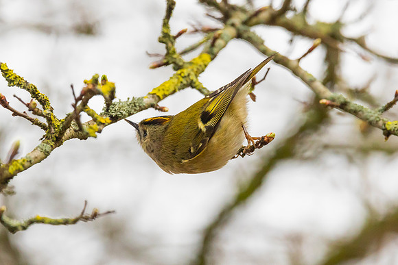 Goldcrest