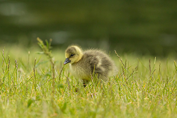 Gosling
