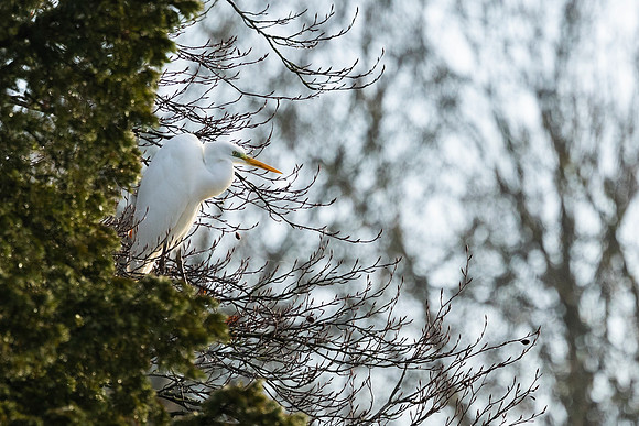 Great White Egret (Rare Visitor)