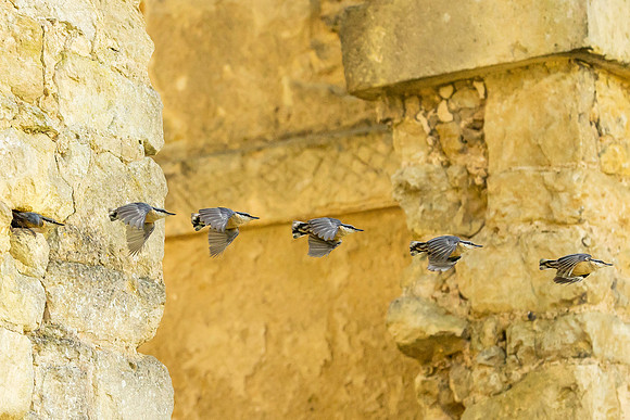 Multi Nuthatch - Temple of Frienship