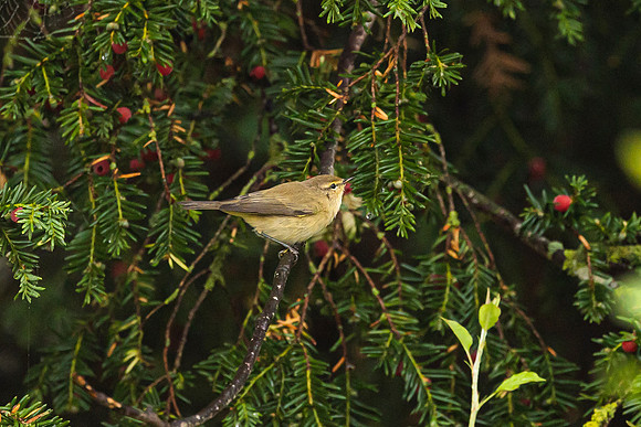 Chiff Chaff