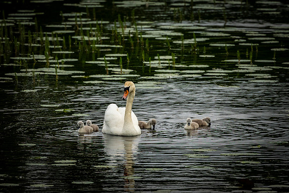 Swan and Young