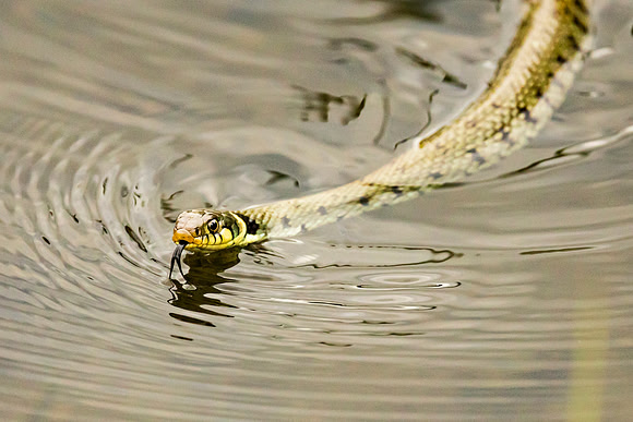 Grass Snake