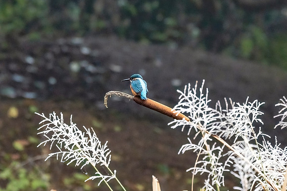 Kingfisher