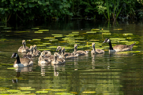 Canadian Geese and Young