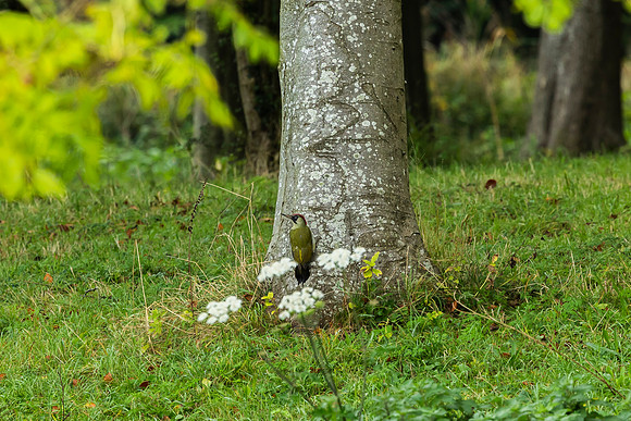 Green Woodpecker