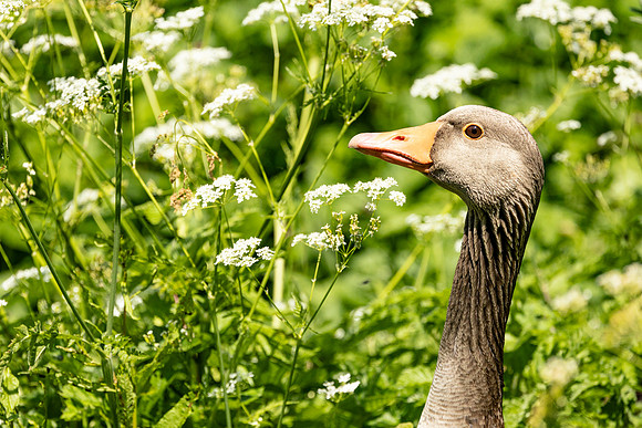 Greylag Goose