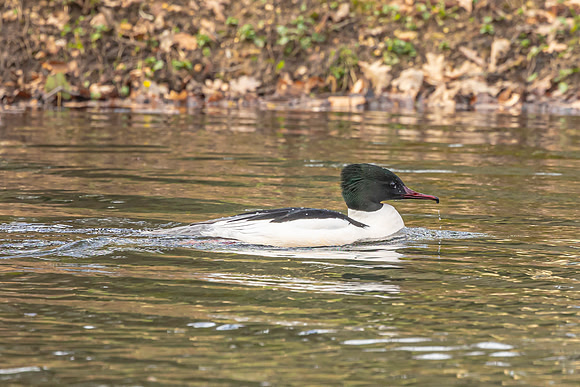 Goosander