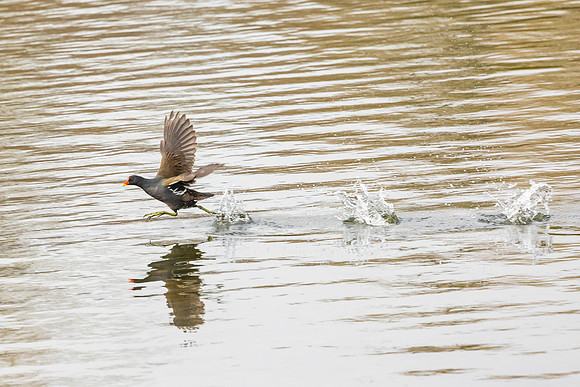 Moorhen