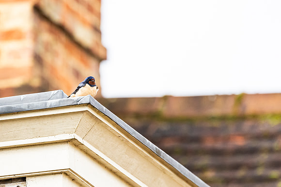 Swallow at New Inn