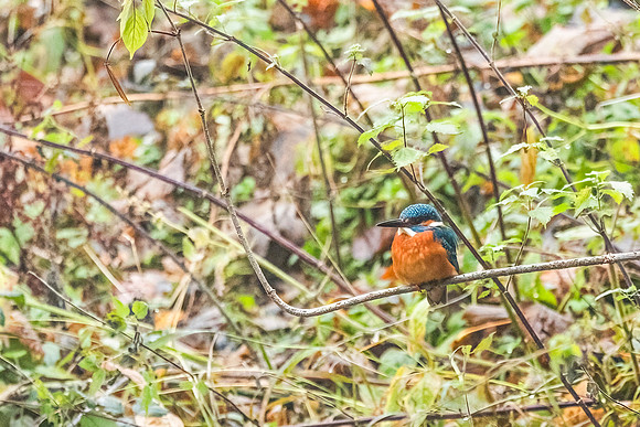 Kingfisher