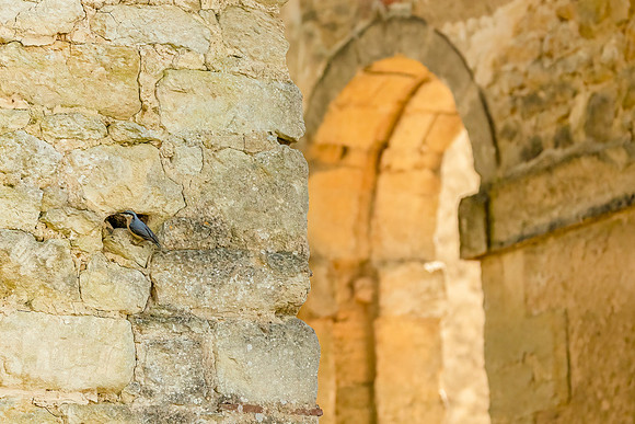 Nuthatch at Temple of Friendship