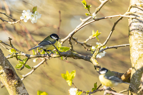 Great Tit