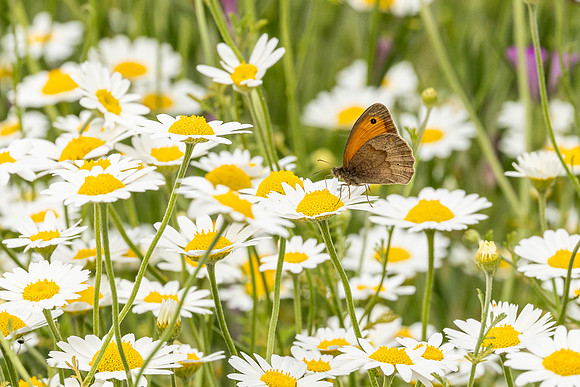Meadow Brown