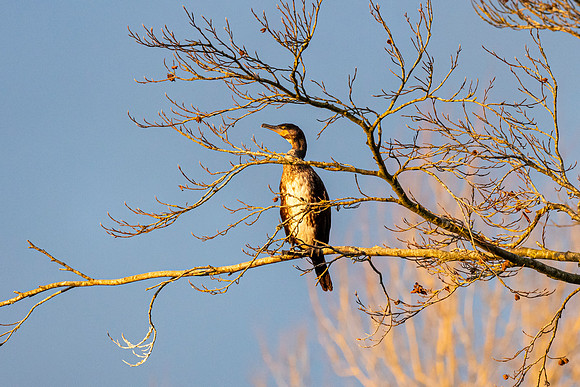 Cormorant in the sun