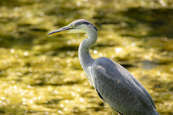 Heron