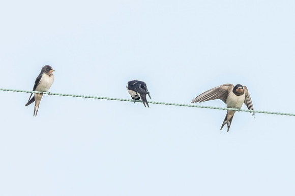 Swallows