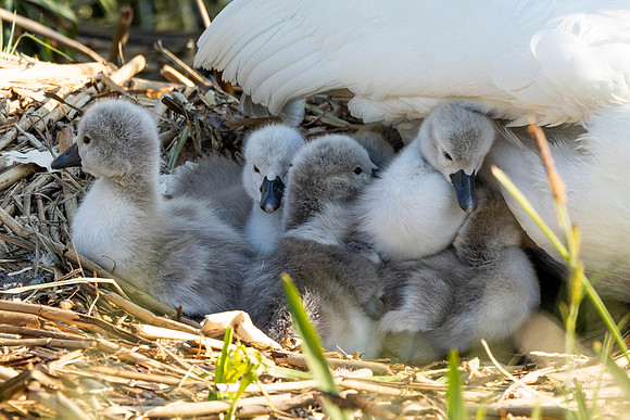 Signets