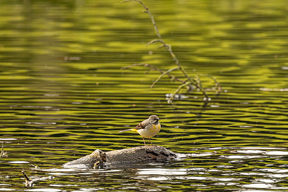 Grey Wagtail