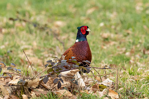 Pheasant