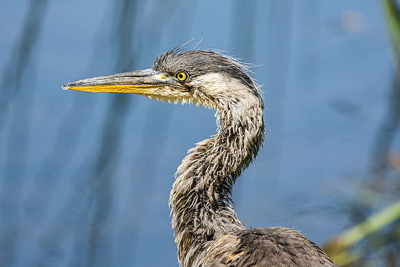 Heron