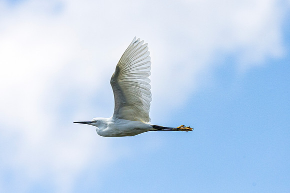 Little Egret