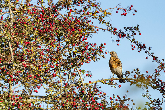 Fieldfare