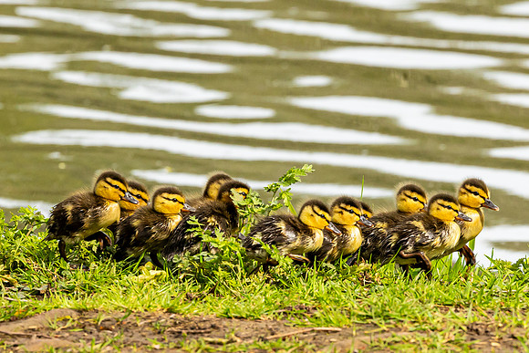 Ducklings