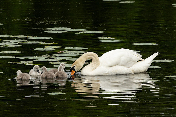 Swan and Young