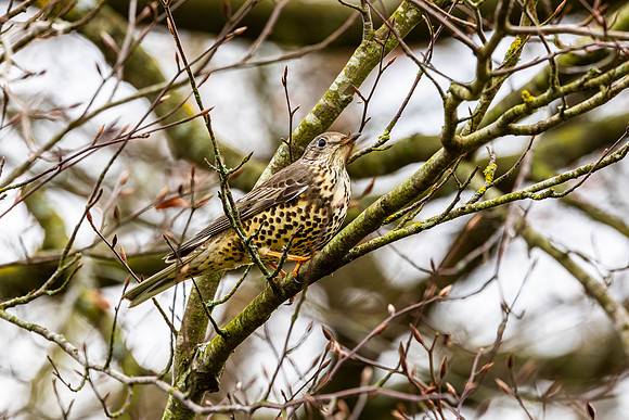 Kestrel