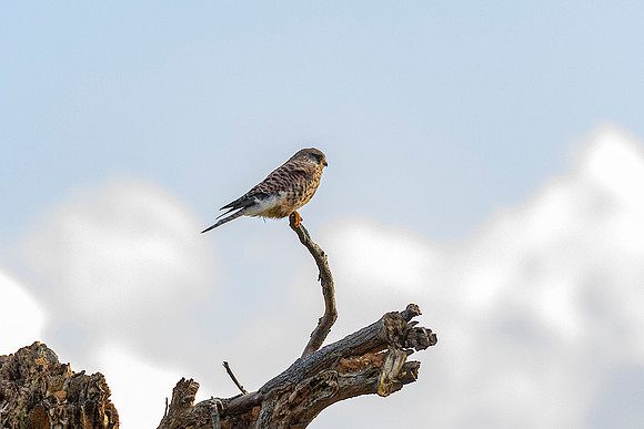 Kestrel