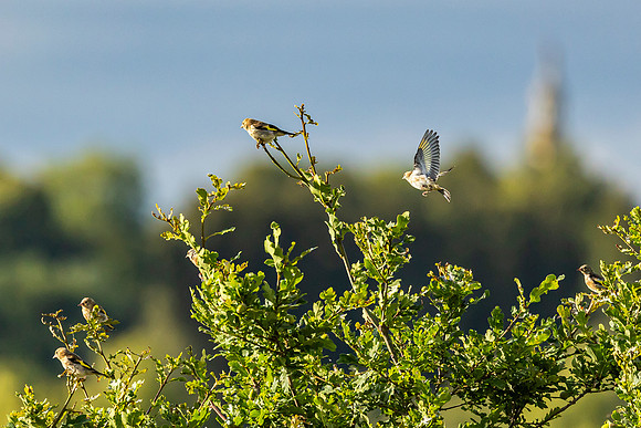 Goldfinches