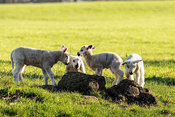 Lambs