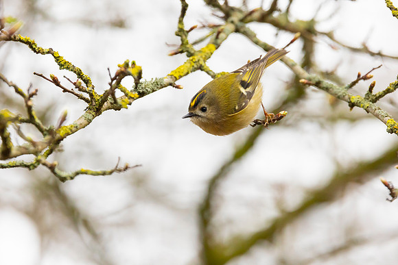 Goldcrest