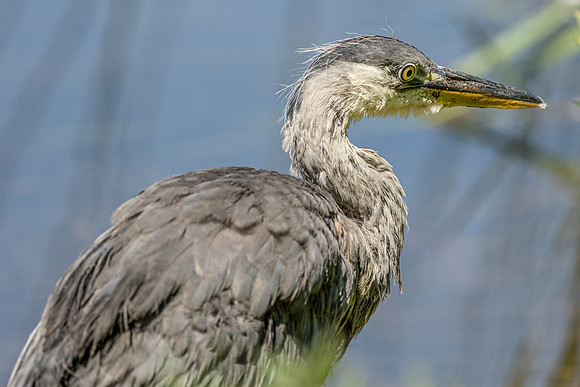 Heron